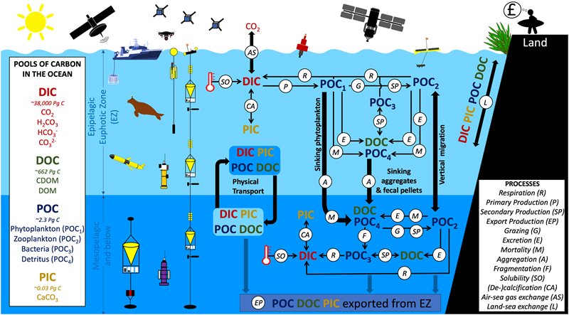 Diagram of the ocean biological carbon pump (OBCP)